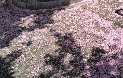 桜の絨毯①.jpg